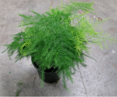 4" Fern Asparagus Plumosus